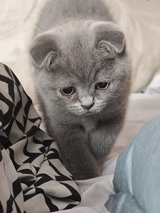 Scottish Fold девочка 2 мес 100% порода (2 фото из 8)