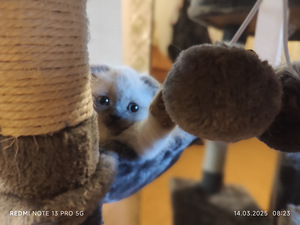 Scottish Fold kassipoeg Color point Blue eyes (6 foto / 7)
