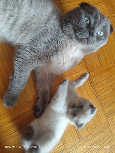 Scottish Fold kassipoeg Color point Blue eyes (3 foto / 7)