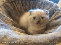 Котёнок Scottish Fold, окрас Color point, голубые глаза