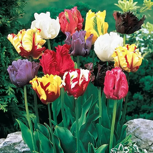 Очаровательные тюльпаны - смесь Parrot