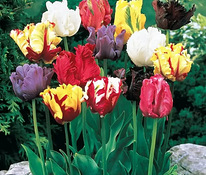 Очаровательные тюльпаны - смесь Parrot