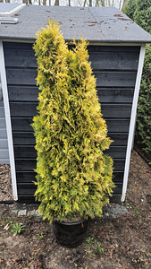Smaragd 140-160 (2 foto / 2)