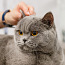 Lemmikloomade täishooldus(kassi ja koere grooming) (foto #1)