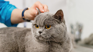 Lemmikloomade täishooldus(kassi ja koere grooming)