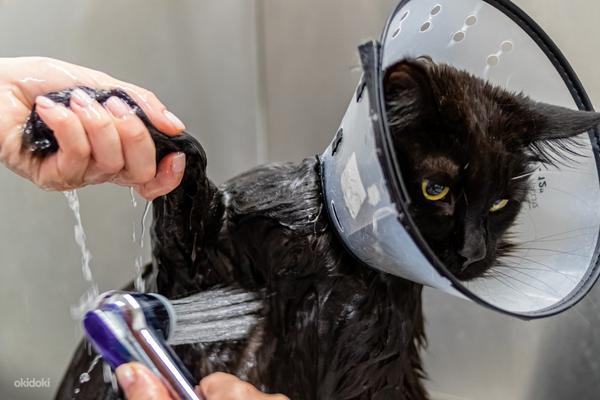 Lemmikloomade täishooldus(kassi ja koere grooming) (foto #6)