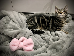 Котята ищут любящую семью! (2 фото из 10)