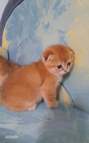 Kuldsed šoti kassipojad (foto #6)