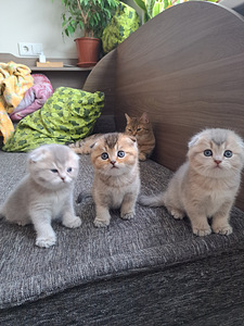 ШОТЛАНДСКИЕ котята (3 фото из 10)