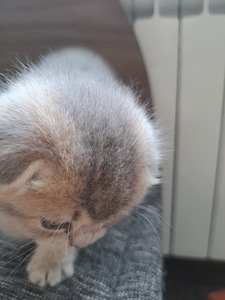 ШОТЛАНДСКИЕ котята (5 фото из 10)