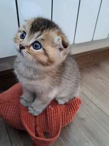 ШОТЛАНДСКИЕ котята (8 фото из 10)