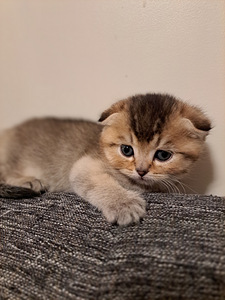 ШОТЛАНДСКИЕ котята (1 фото из 10)