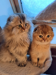 Scottish fold kassipojad WCF (1 foto / 8)