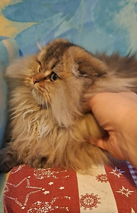 Scottish fold kass WCF (3 foto / 9)