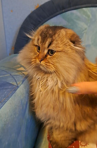 Scottish fold kass WCF (4 foto / 9)