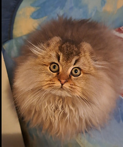 Scottish fold kass WCF (6 foto / 9)