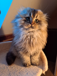 Scottish fold kass WCF (9 foto / 9)