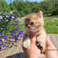 Шотландские золотые котята (фото #5)