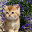 Шотландские золотые котята (фото #4)