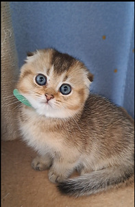 Scottish Fold WCF sugupuuga (3 foto / 9)