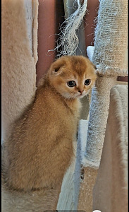 2 вислоухих котёнка (5 фото из 6)
