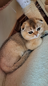 Scottish fold, tüdruk (3 foto / 9)