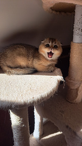 Scottish fold, tüdruk (5 foto / 9)