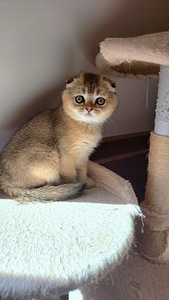 Scottish fold, tüdruk (6 foto / 9)