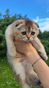 Шотландская вислоухая (8 фото из 8)