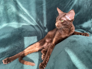 Ориентальные котята
