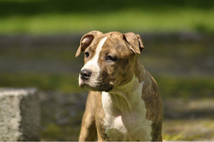Amstaff (4 foto / 7)