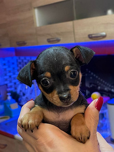 Toi terjer (2 foto / 5)