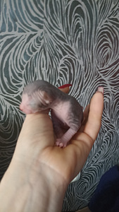 Канадский сфинкс (2 фото из 9)