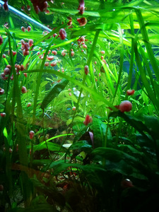 PLANORBELLA DURYI teod, roosa (3 foto / 3)