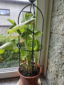 Kalla (Zantedeschia) (2 foto / 2)
