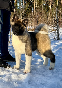 Ameerika akita kutsikas (10 foto / 10)