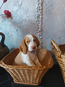 Beagle kutsikad Lätist (poisid) (1 foto / 8)