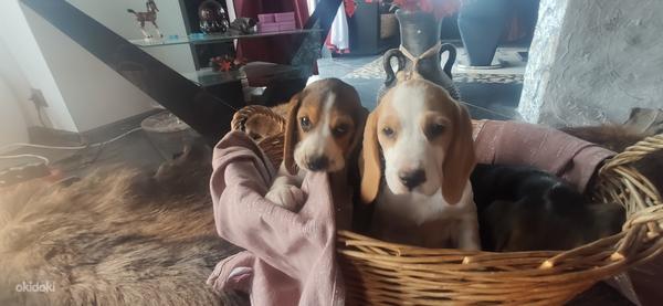 Lätist beagle kutsikad (foto #6)