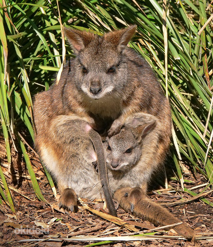 Продаются пара кенгуру Парма (фото #1)