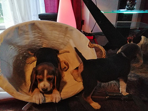 Beagle kutsikad Lätist (2 foto / 3)