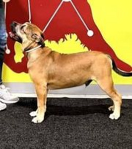 MALLORCA DOGI (Ca de Bou) ISANE KUTSIKAS (4 foto / 8)