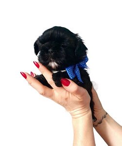 Shih Tzu (3 foto / 8)