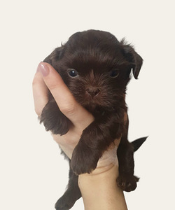 Shih Tzu (6 foto / 8)