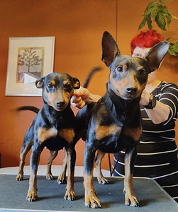 Miniature Pinscher / Kääbuspinšer kutsikad (4 foto / 8)