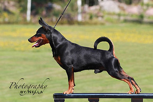 Miniature Pinscher / Kääbuspinšer kutsikad (6 foto / 8)