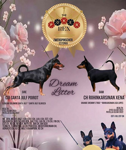 Miniature Pinscher / Kääbuspinšer kutsikad (7 foto / 8)
