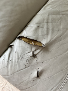 Ära anda Isku diivan (3 foto / 3)