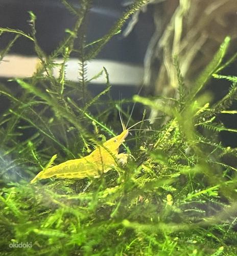 Желтые креветки (Neocaridina)