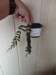 Columnea " Arguta",Колумнея "Arguta" (2 foto / 2)