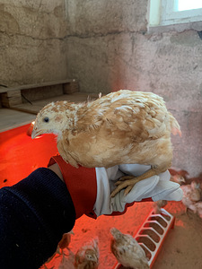 Продам цыплят (2 фото из 3)
